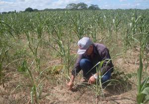 O agricultor Manoel Viera perdeu plantação de milho em Crateús