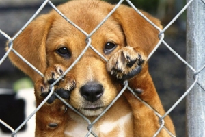 Clínicas veterinárias e petshops deverão incentivar adoção de animais por meio de cartazes