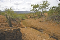 Iniciado em 2014, o Projeto Brum, no Município de Jaguaribe, executa técnicas de manejo e conservação para criar condições de recomposição do solo e da vegetação e proporcionar o retorno do ambiente natural da caatinga