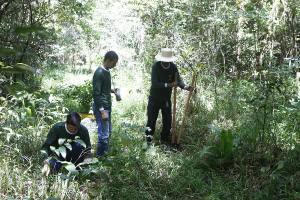 Plantio 14.640 mudas de mais de 80 espécies de árvores