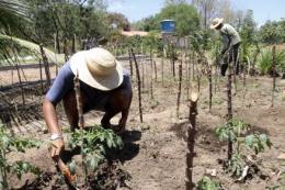  O Ceará tem atualmente 240 mil agricultores aptos a receber benefícios do programa Garantia-Safra 