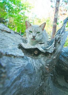 Cada vez mais, gatos são abandonados nas praças públicas, como acontece em Fortaleza