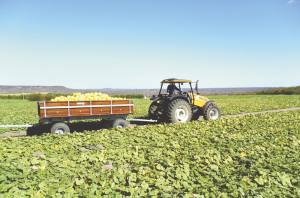 Comissão de Agropecuária debate nesta terça plano agroecológico