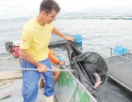 No Vale do Jaguaribe, o parque de aquicultura, com destaque para o Açude Castanhão, oferece oportunidade de emprego e renda para moradores