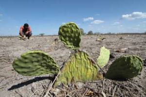 Campanha pede inclusão da Caatinga como patrimônio nacional