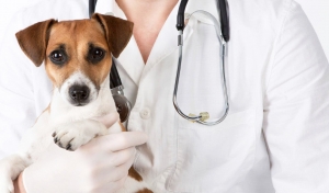 Projeto sugere convênio para garantir atendimento veterinário gratuito no CE