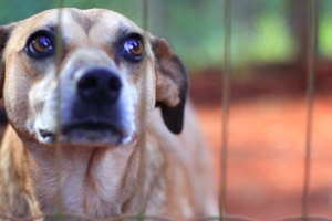 Em vigor lei que cria dia de combate aos maus-tratos a animais