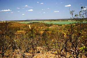 Caatinga