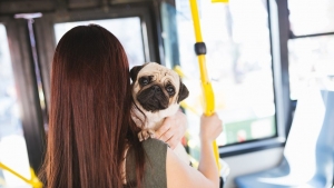 Embarque de animais de pequeno porte vai ser permitido em transportes coletivos do Ceará