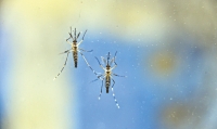 Mais de 4.500 municípios brasileiros foram identificados com a presença do Aedes aegypti, conforme o coordenador nacional do programa de prevenção da Malária e das doenças vinculadas ao Aedes aegypti, Divino Valério